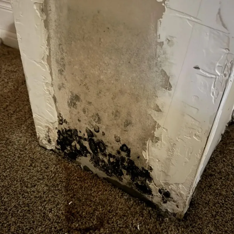 Professional Mold Removal in Chase County, KS